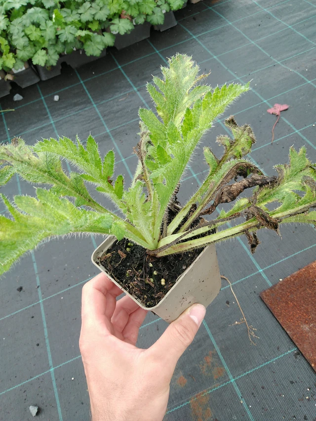 Mák východní Coral Reef - 28. 7. 2025