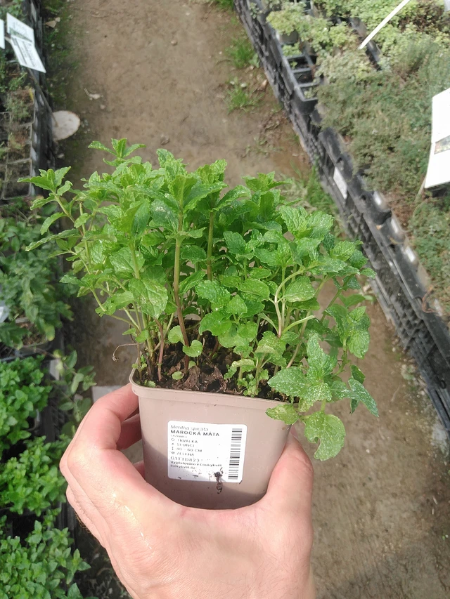 Marocká máta - 1. 8. 2025