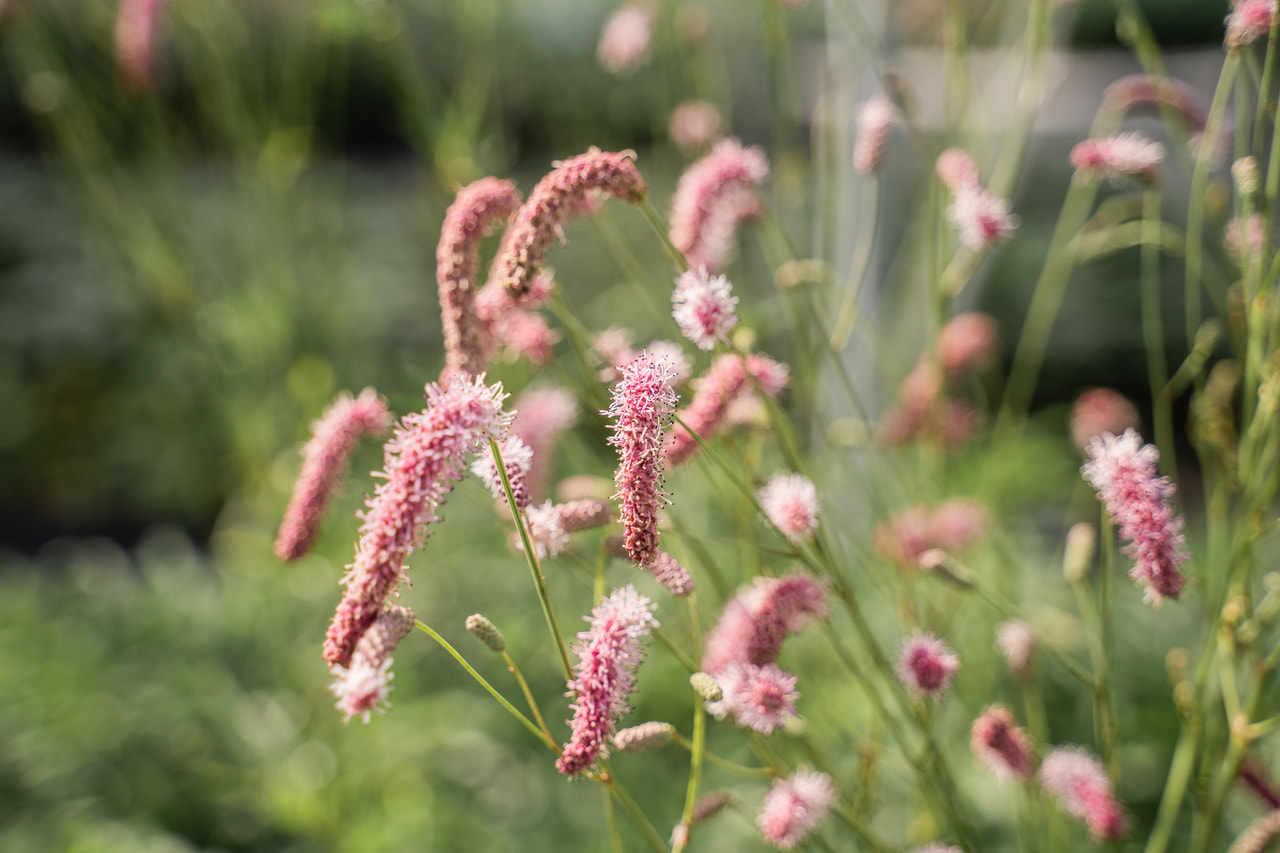 Vérfű Purple Tails, Loukykvět