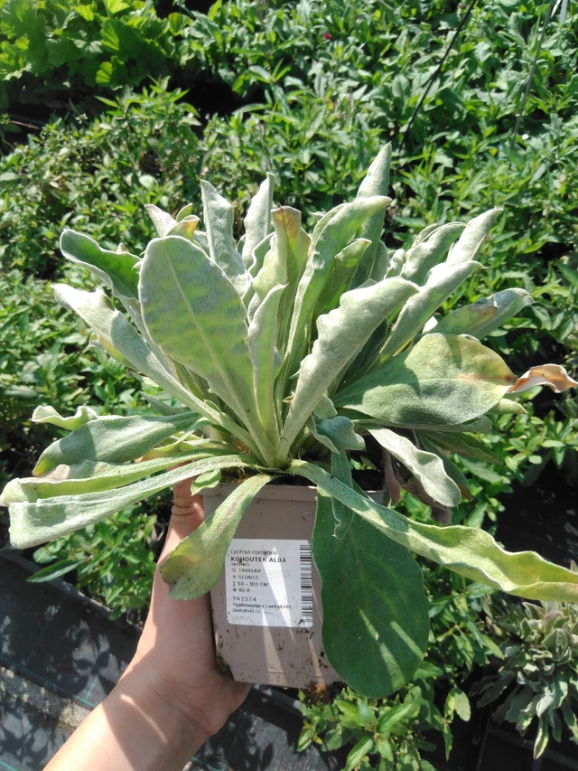 Hahnenfuß Alba - 2024