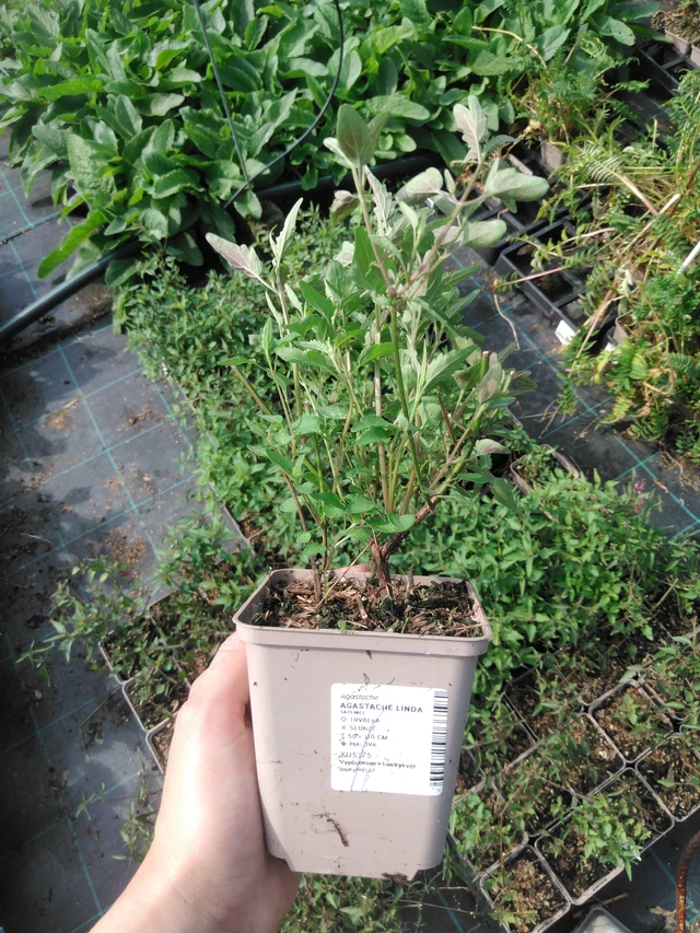 Iisoppi Linda - 2024