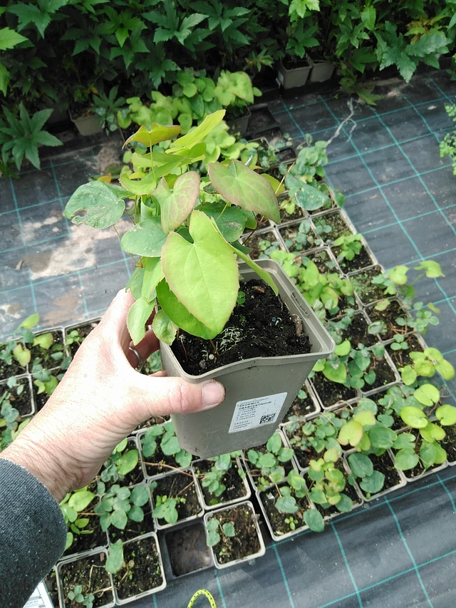 Epimedio Orangekönigin - 9. 6. 2025