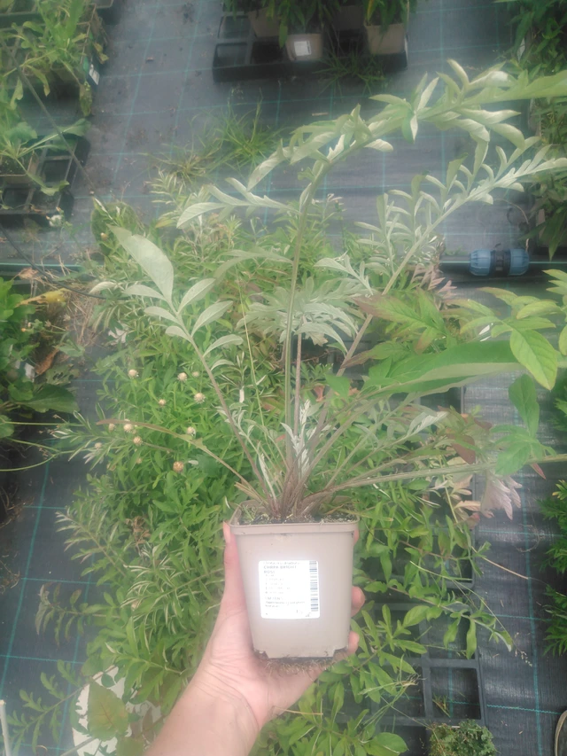 Aciano Bright Rose - 2024