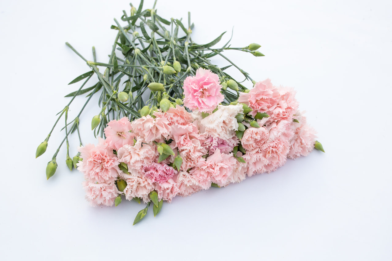 Karafiát Chabaud La France, Loukykvět