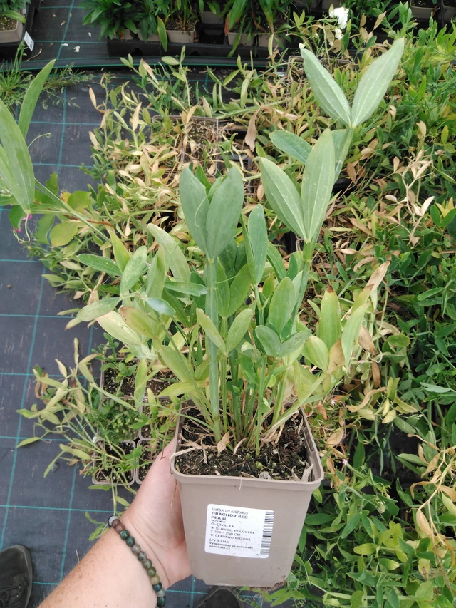 Hajuherne Red Pearl - 2024