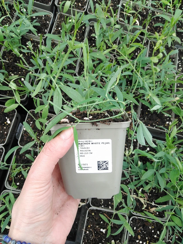 Hajuherne White Pearl - 9. 6. 2025