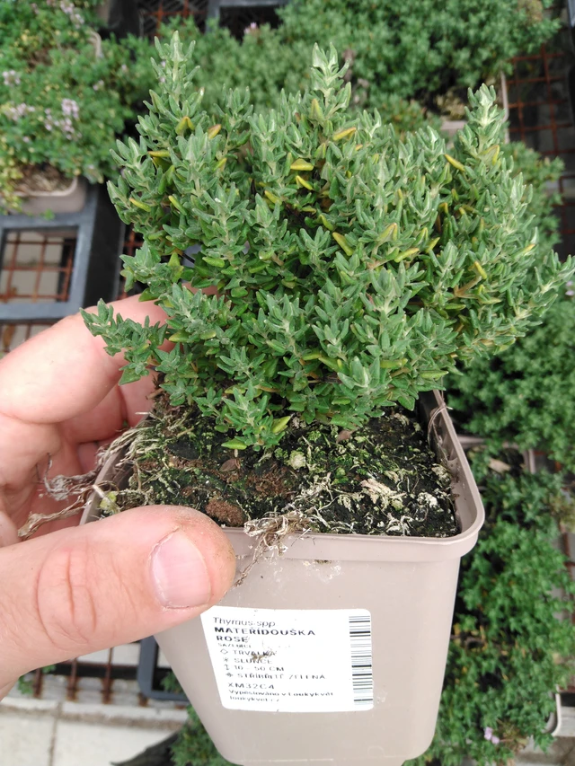 Mateřídouška Rose - 2024