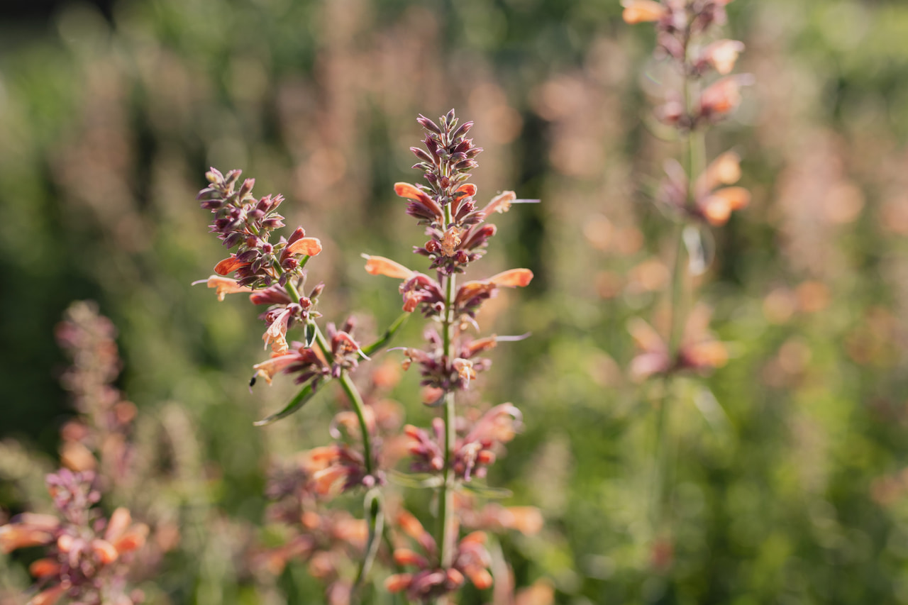 Agastache Kolibri, Loukykvět