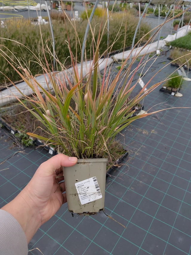 Milička - 10. 10. 2025