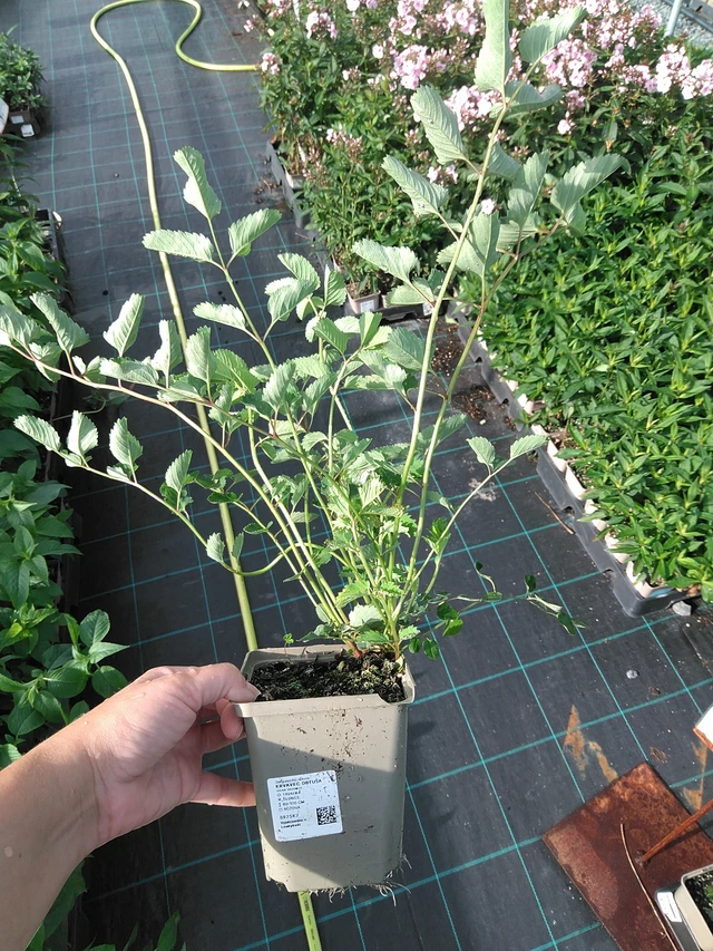 Verikurjenpolvi obtusa - 11. 7. 2025