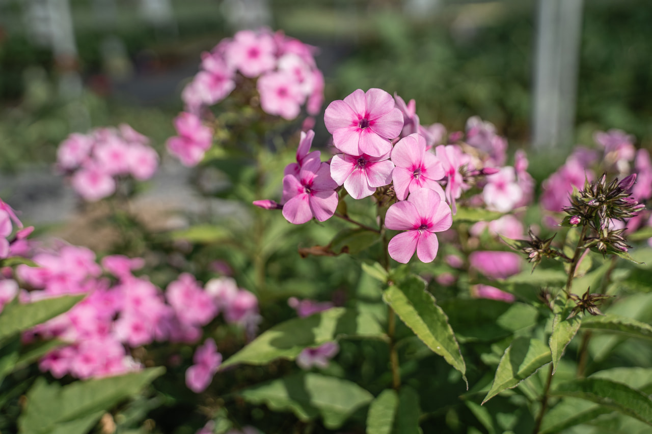 Lángvirág Minnehaha, Loukykvět