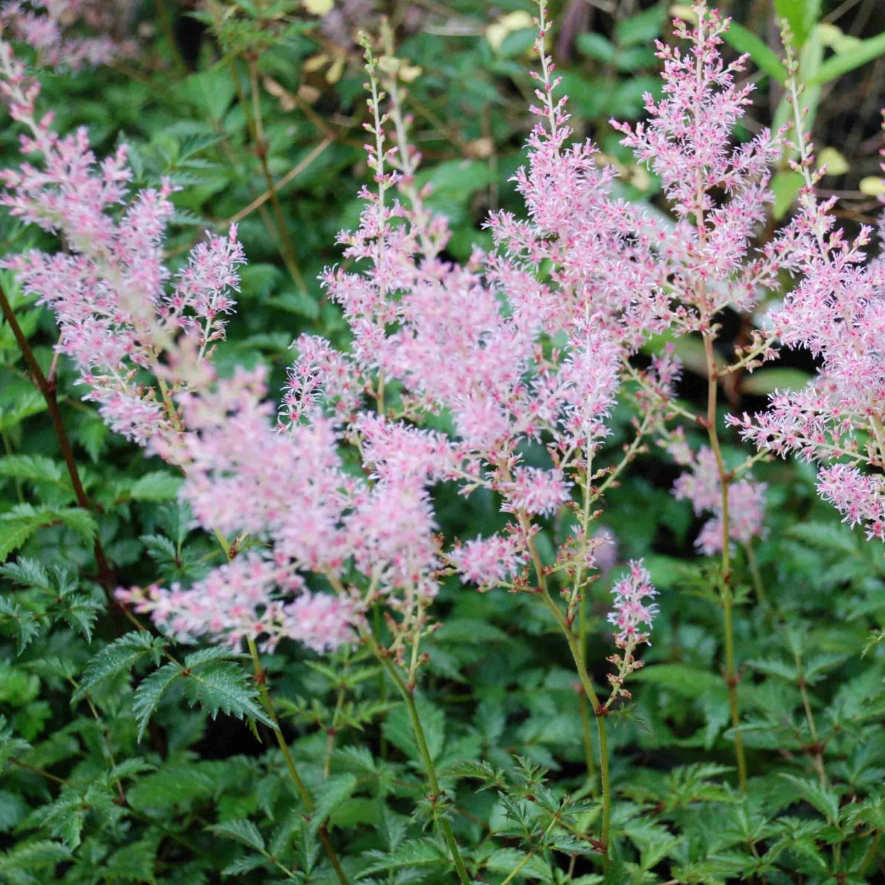 Astilbe Sprite, Loukykvět