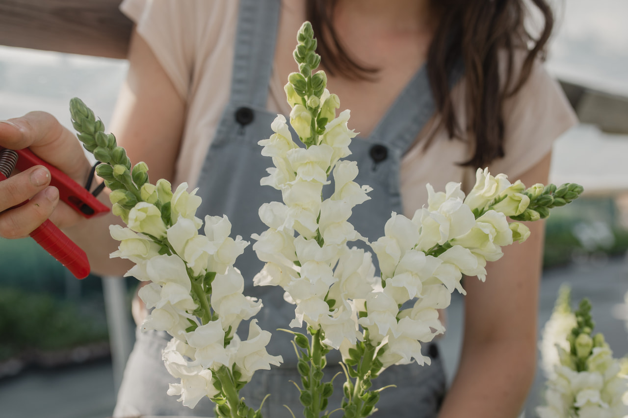 Hledík Potomac White, Loukykvět