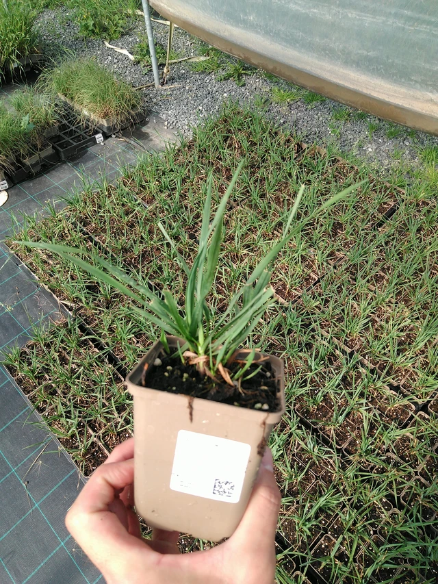 Třeslice Limouzi - 24. 6. 2025