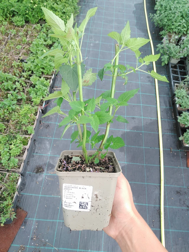 Iisoppi Black Adder - 10. 9. 2025