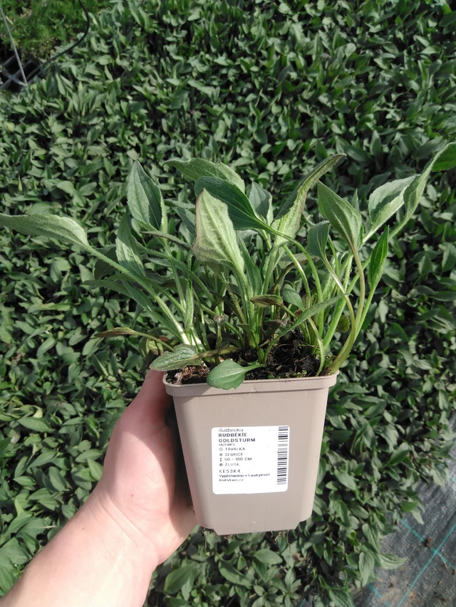 Rudbeckia Goldsturm - 2024