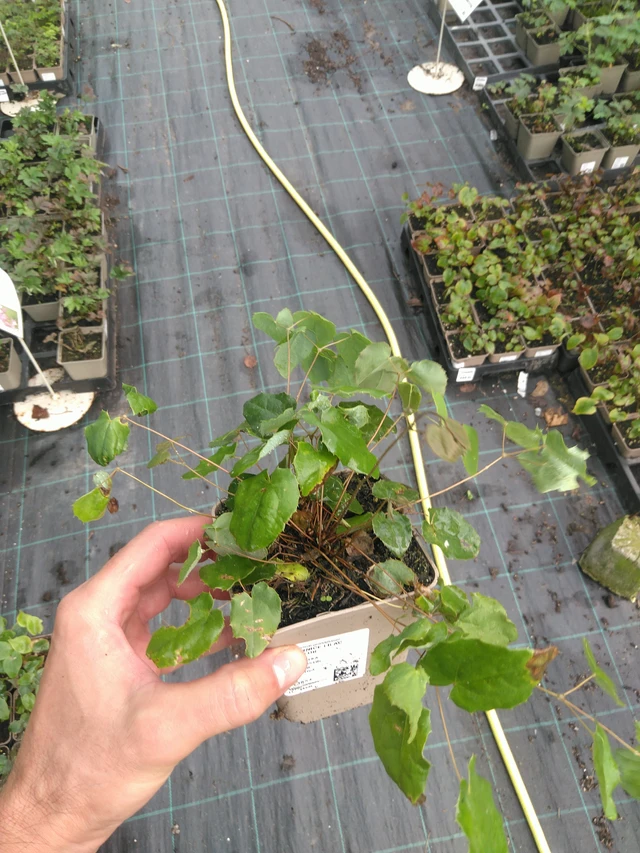 Epimedium Lilac Bicolor - 25. 7. 2025