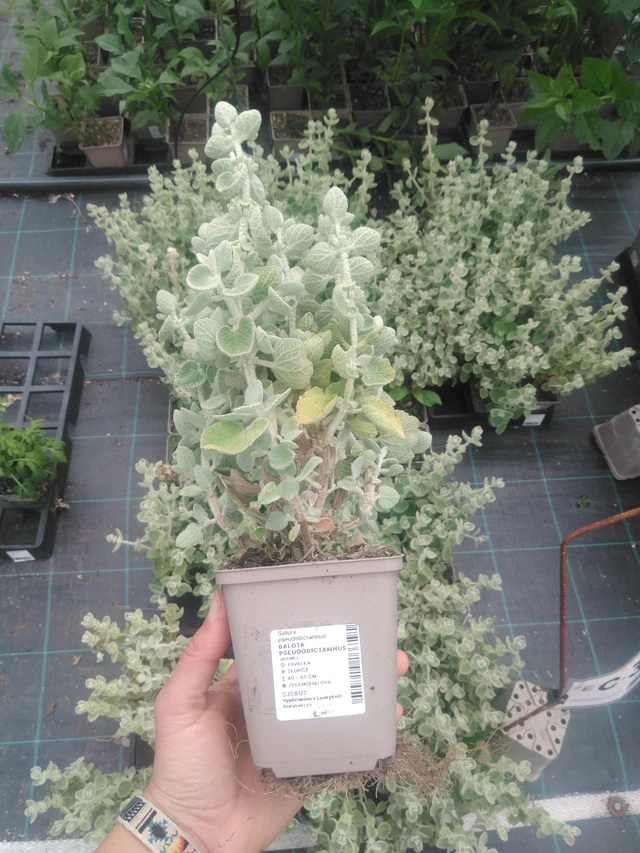 Balota Pseudodictamnus - 2024