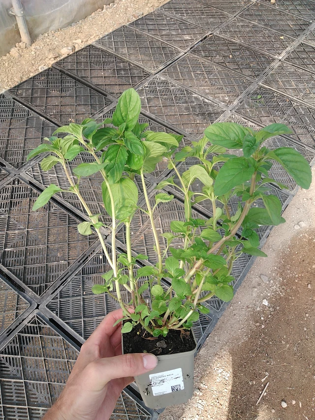 Citronová máta - 1. 7. 2025