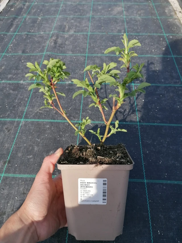 Rose Magical Delight (Kolmade) - 2024