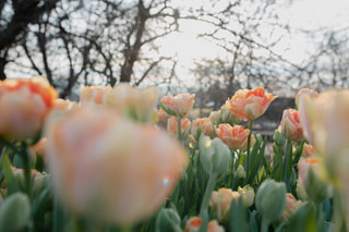 Tulipán Zantucharme, Loukykvět