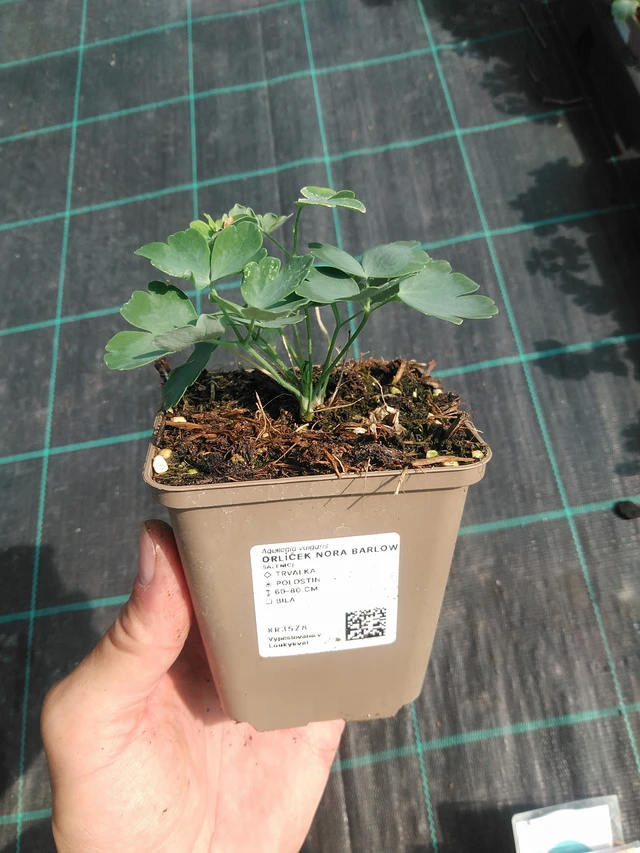 Akvileija Nora Barlow - 30. 6. 2025