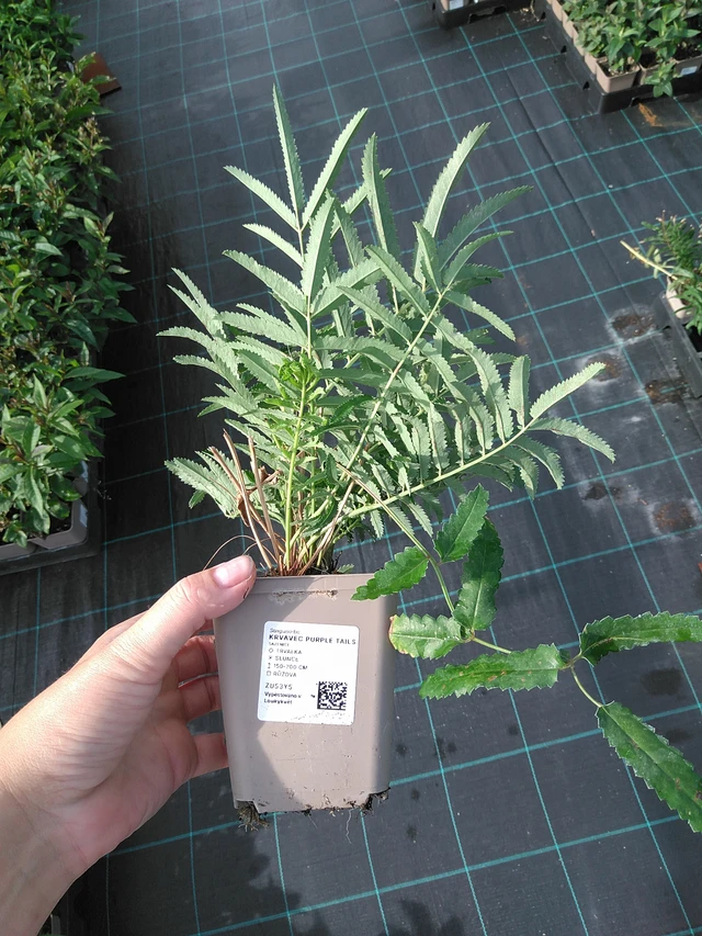 Veriheinä Purple Tails - 11. 7. 2025