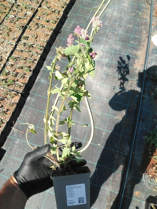 Iisoppi Danish Delight - 19. 8. 2025