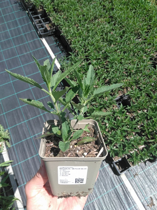 Veronica Skyler Blue - 24. 6. 2025