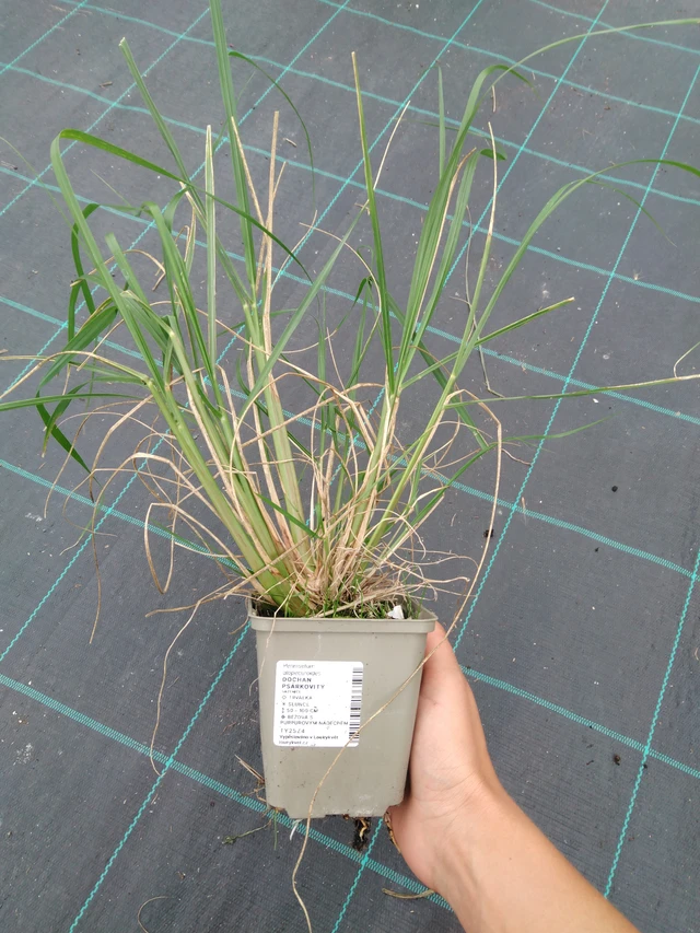 Dochan psárkovitý - 10. 9. 2025