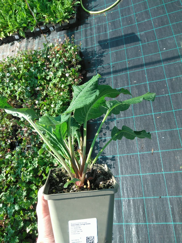 Persicaria Speciosa - 20. 6. 2025