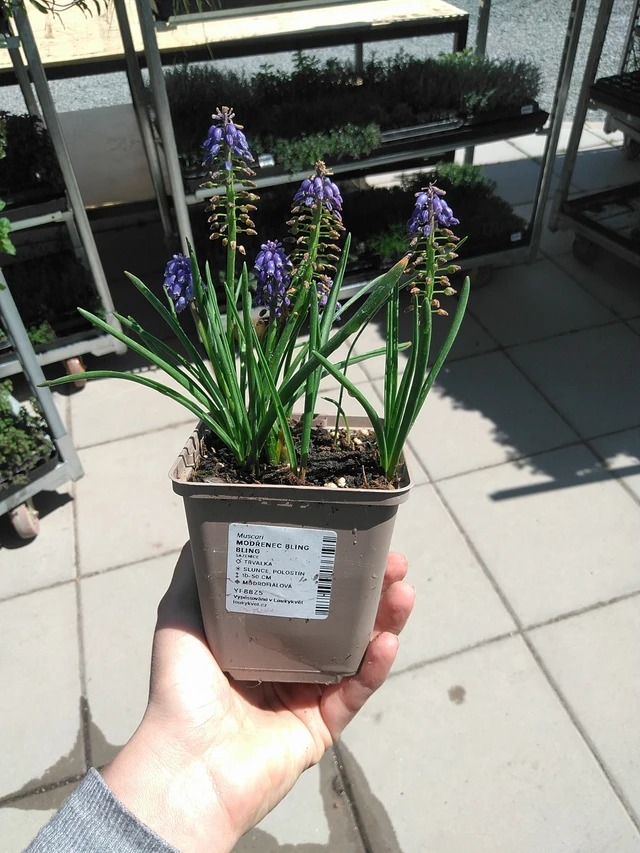 Muscari Bling Bling - 15. 5. 2025