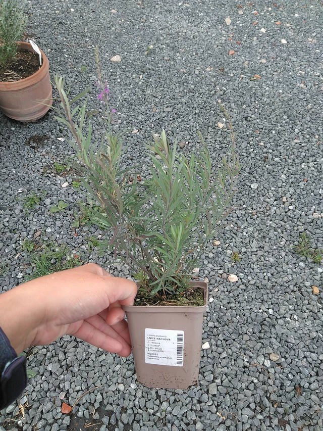 Purple toadflax - 11. 7. 2025