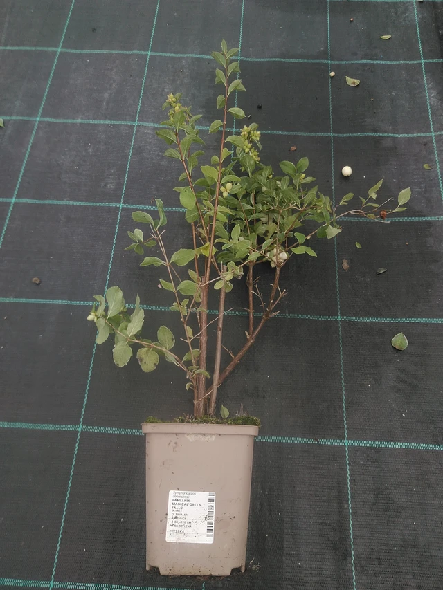 Snowberry Magical Green Falls - 10. 10. 2025