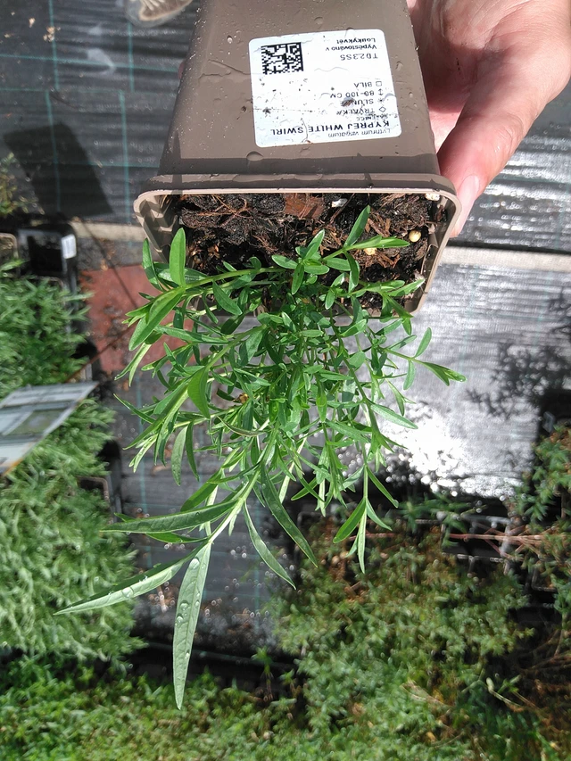 Rantakukka White Swirl - 27. 6. 2025