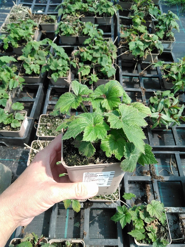 Sasanka japonská Andrea Atkinson - 13. 5. 2025