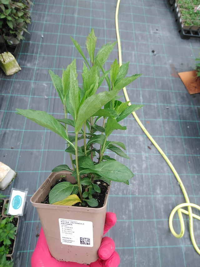 Aster japonés Antonia - 29. 7. 2025