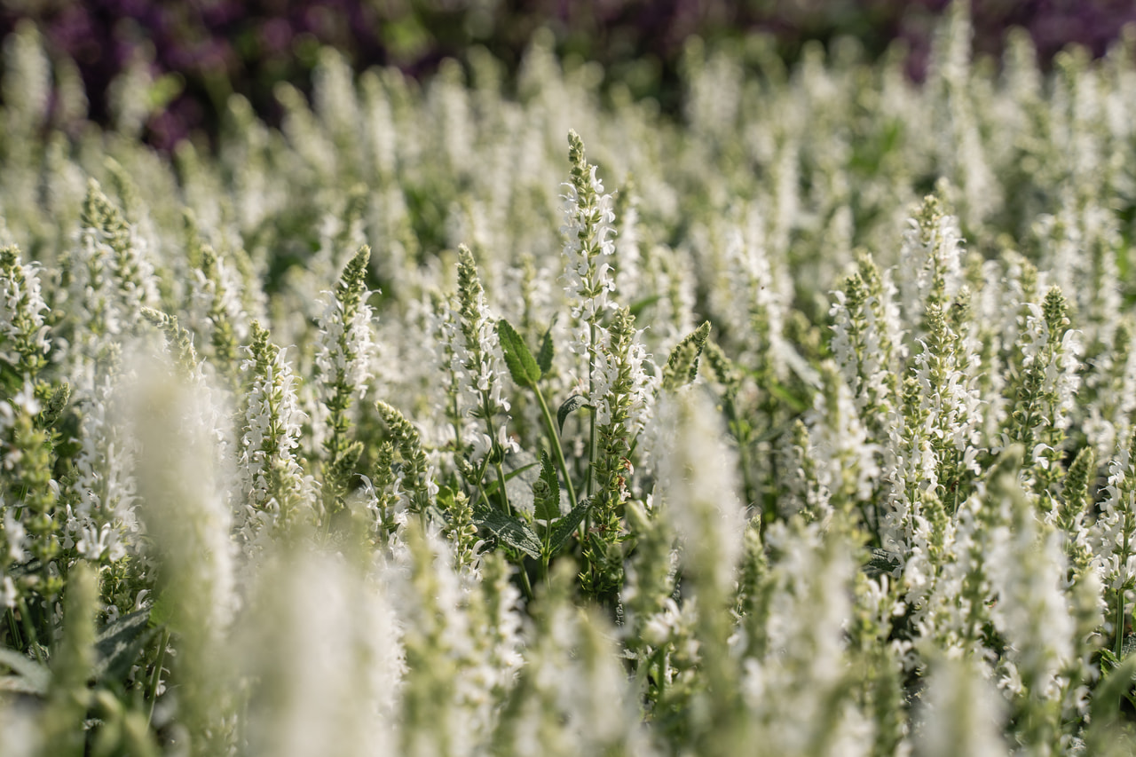 Šalvěj hajní Adrian, Loukykvět