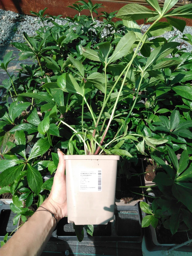 Eléboro Pretty Ellen White - 2024