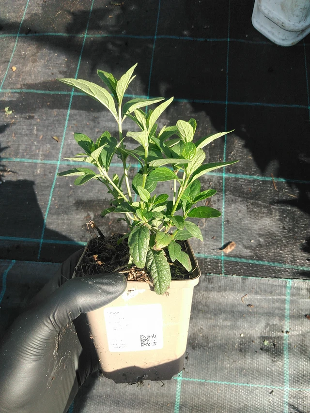 Šišák - 1. 9. 2025