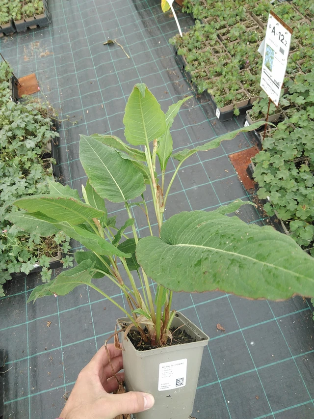 Knotweed Fat Domino - 22. 7. 2025