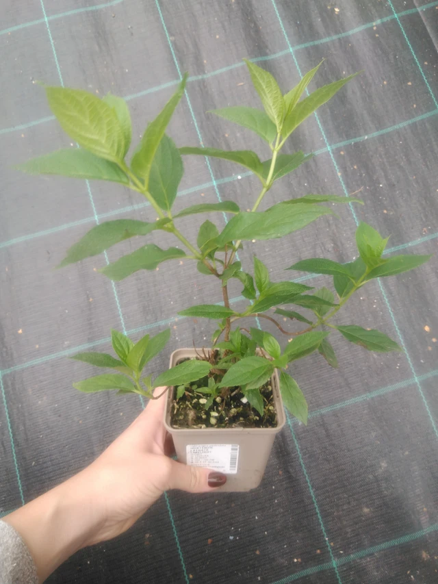 Panicle Hydrangea Limelight - 2024