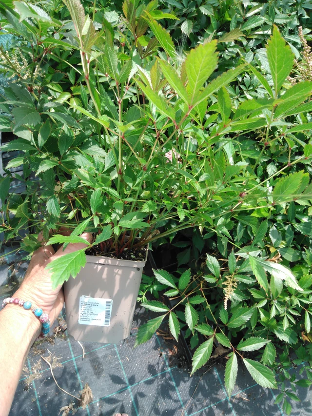 Astilbe Erika - 2024