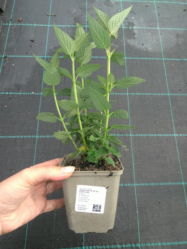 Iisoppi Blue Fortune - 11. 7. 2025