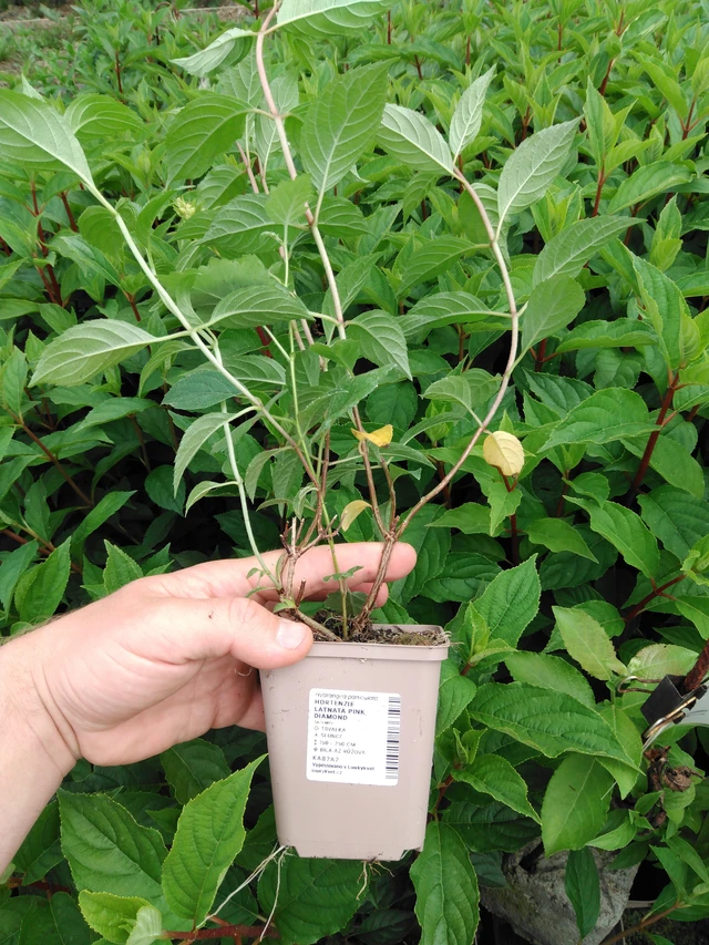 Hortensia Pink Diamond - 2024