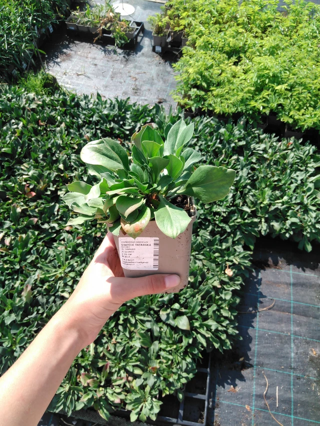 Statice tatarská - 2024