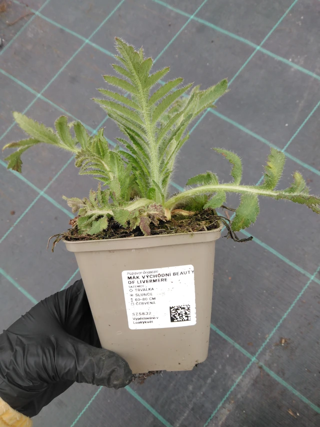 Mak wschodni Beauty of Livermere - 1. 4. 2026