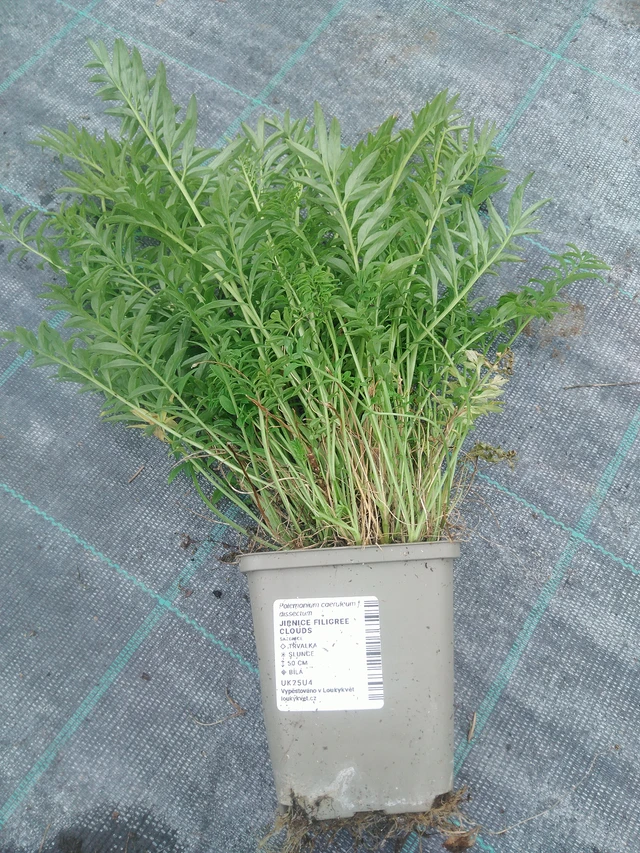 Astrantia Filigree Clouds - 10. 9. 2025