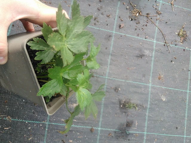 Jarmanka - 17. 7. 2025