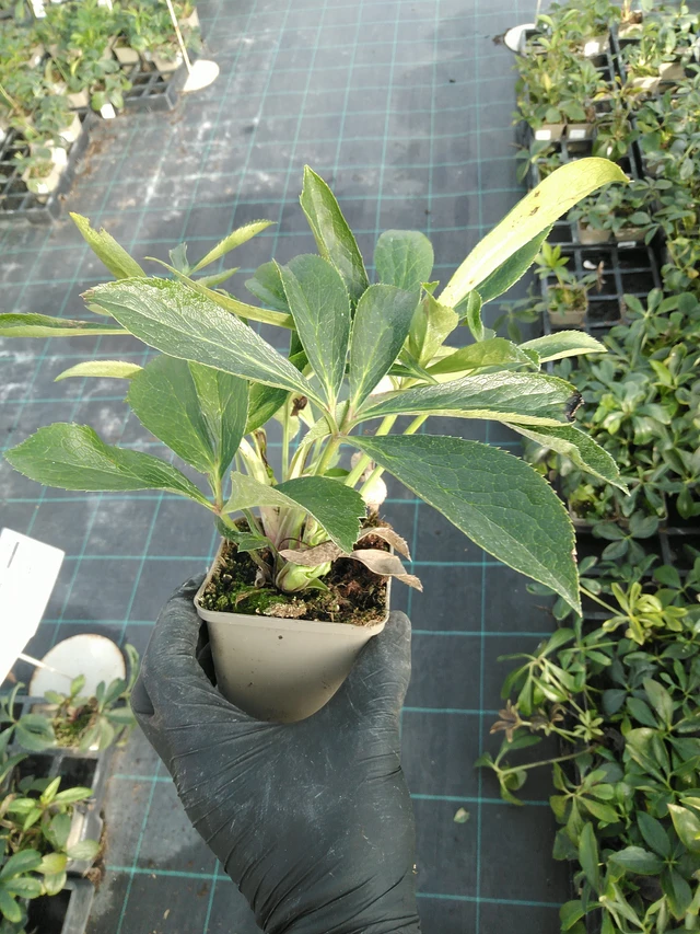 Hellebore Double Ellen Green - 31. 10. 2025